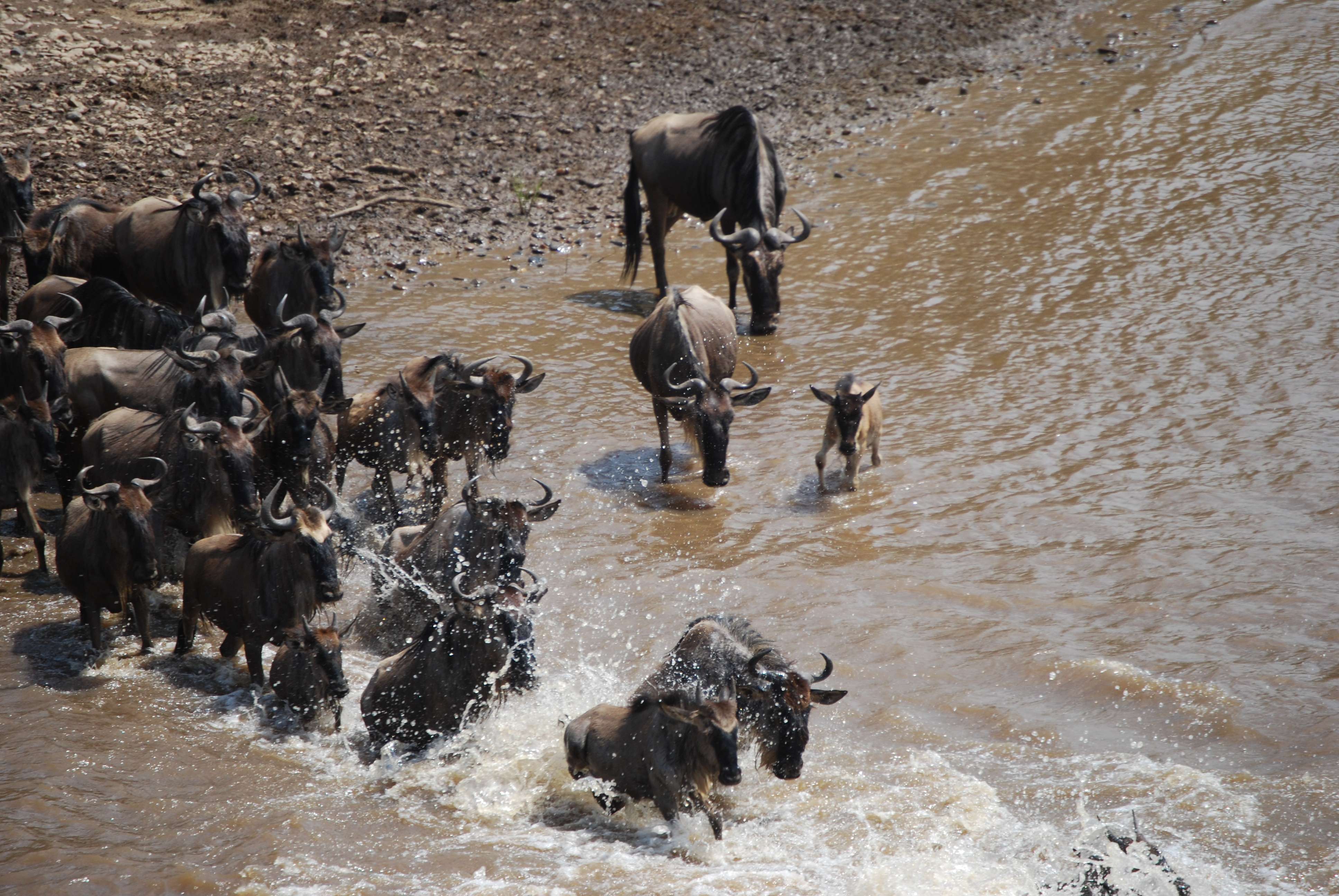 Regreso al Mara - Kenia - Blogs de Kenia - El cruce (14)