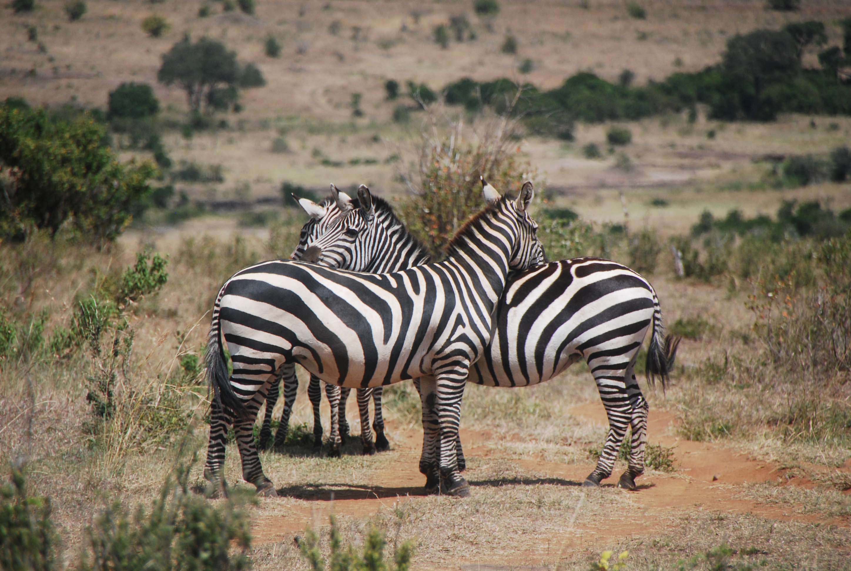 Regreso al Mara - Kenia - Blogs de Kenia - Nuestro primer safari (9)