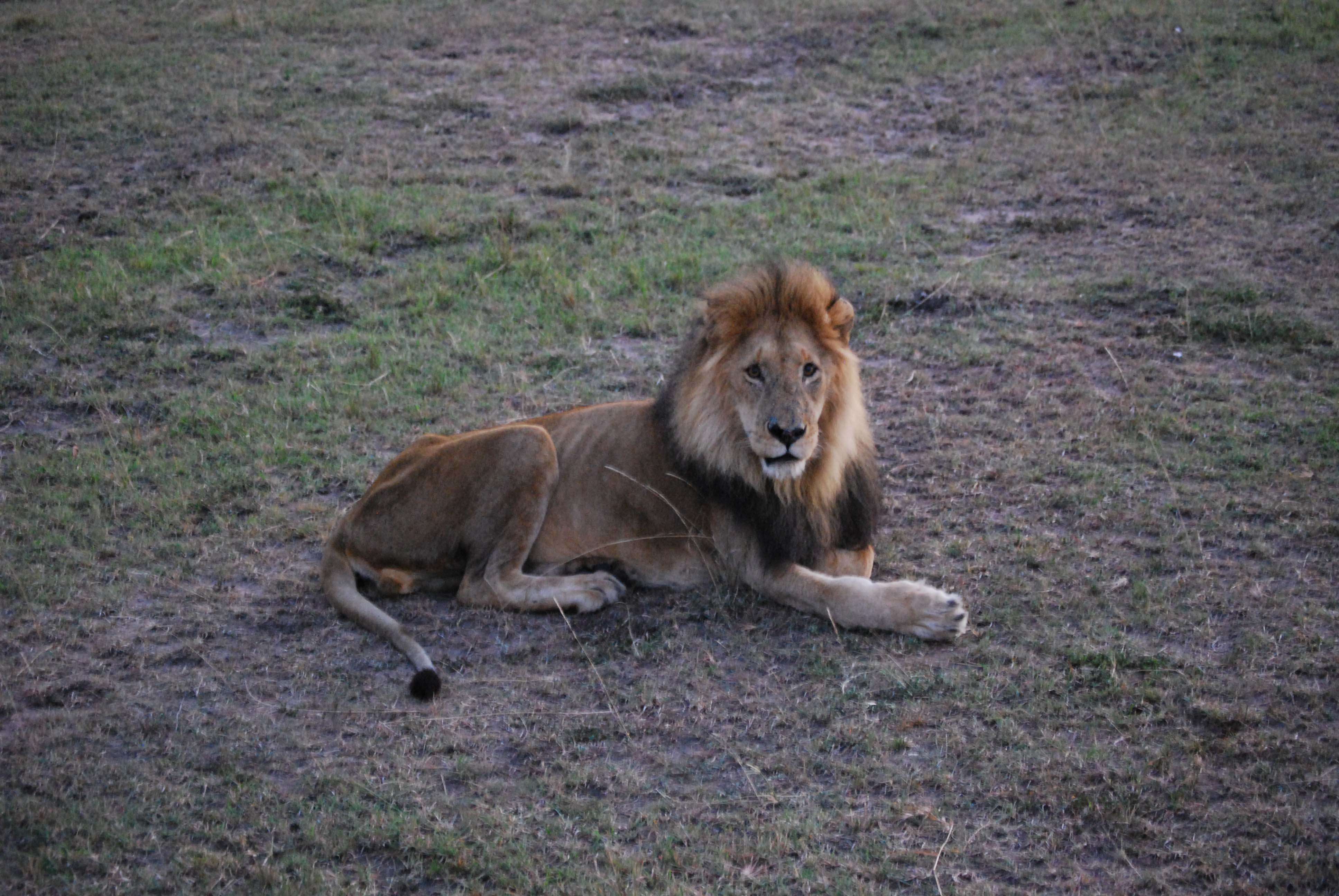 Un montón de leones y un poquito de porno - Regreso al Mara - Kenia (7)